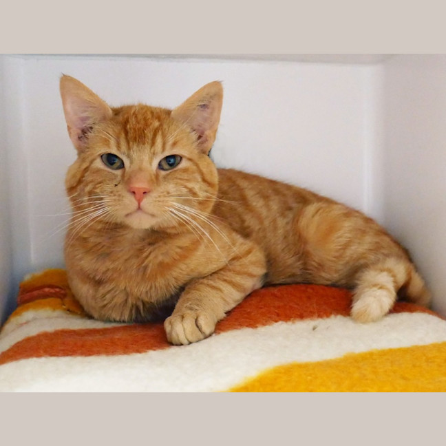 Photo of Scout Sta014383