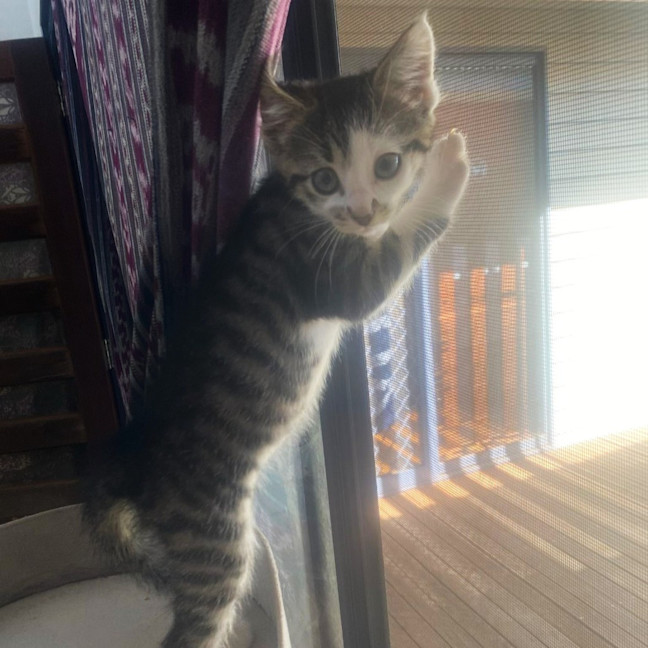 Photo of Meeko