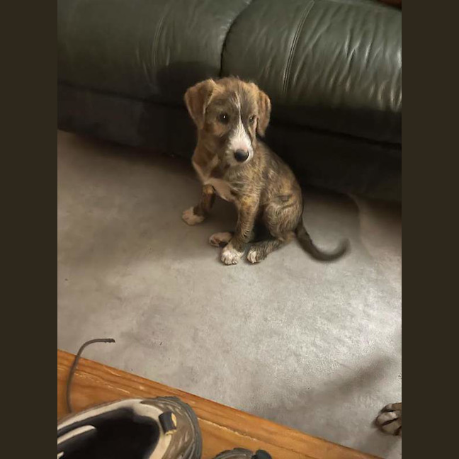 Photo of Scruffy
