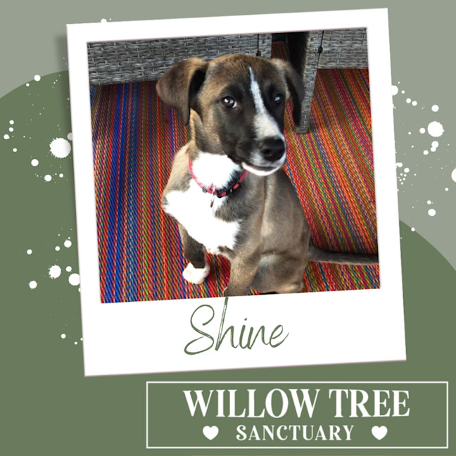 Photo of Shine