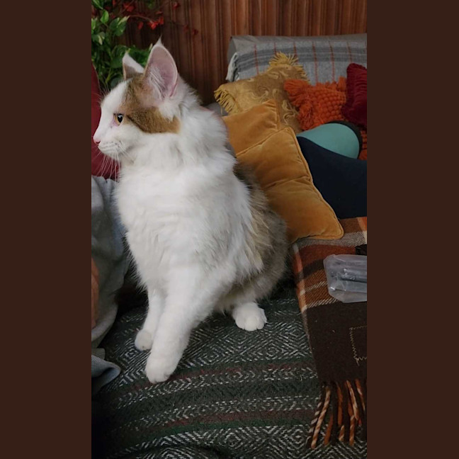 Photo of Snowie Aka Yuki
