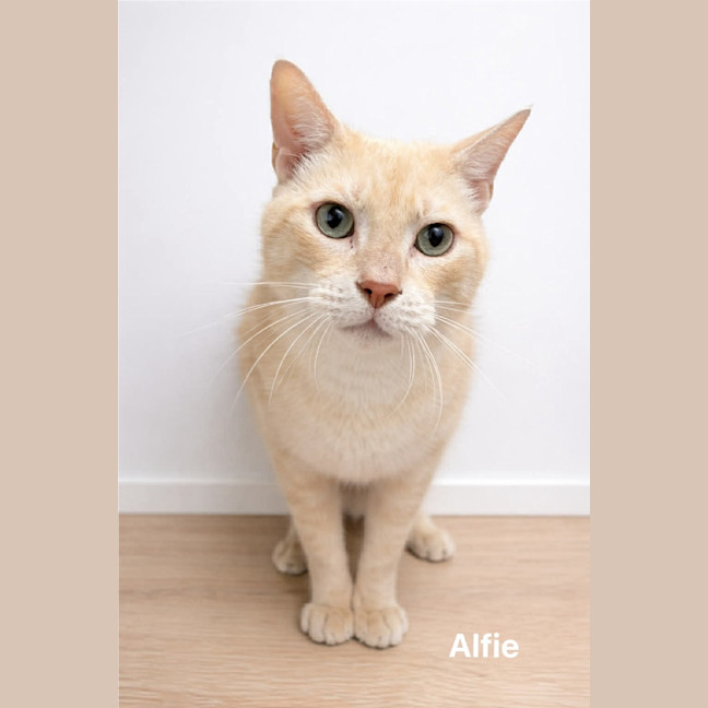 Photo of Alfie