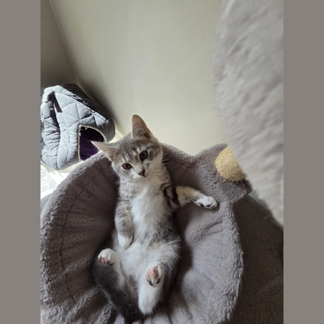 Photo of Paprika