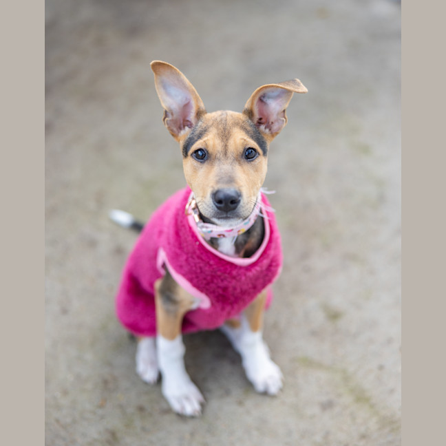 Photo of Scout