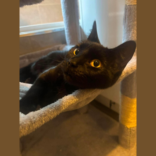 Photo of Jett