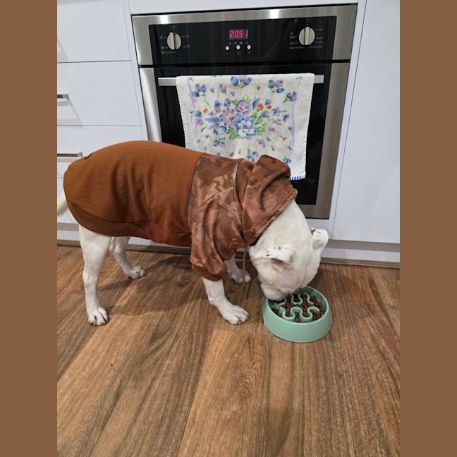 Photo of Corny (Cornelius)