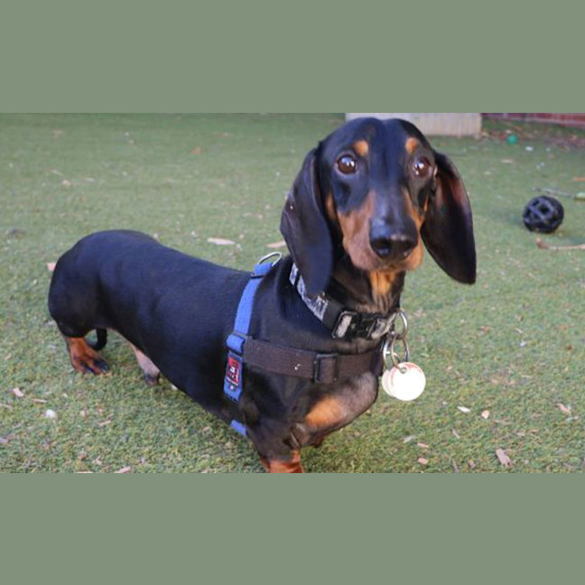 Photo of Snitz 'Snitty'