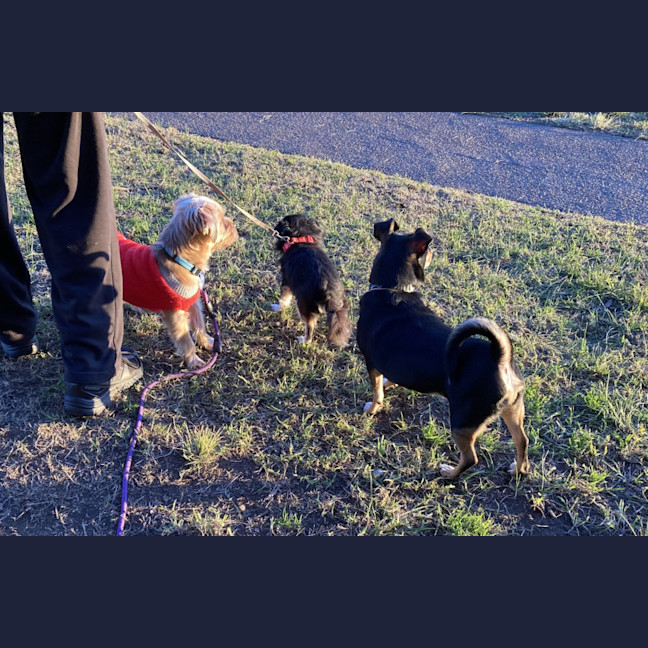 Photo of George 🏡Shih Tzu X Yorkie, (On Trial 30/6/25)