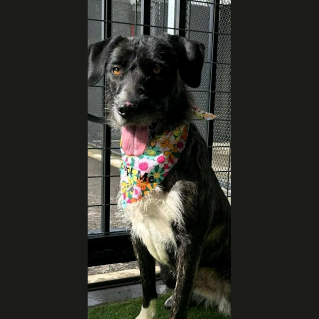 Photo of Sooty   18 Month Old Wolfhound X