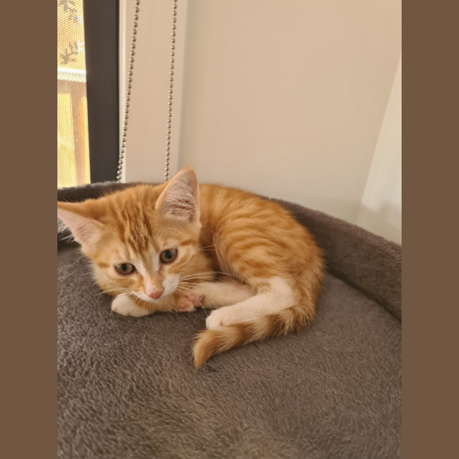 Photo of Raphael