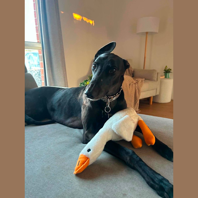 Photo of Digger, The Greyhound