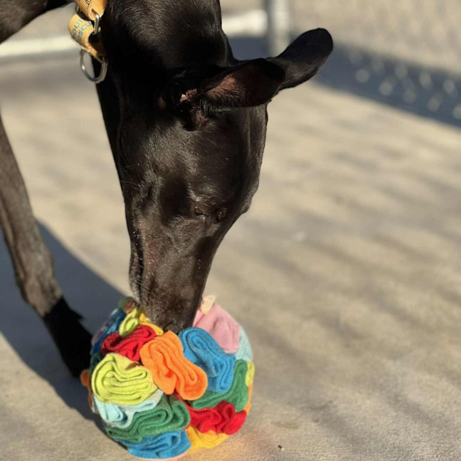 Photo of Poppet The Greyhound