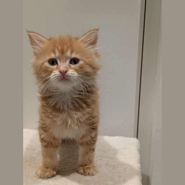 Photo of Pumpkin Meet Me@Petstock Clyde North Store