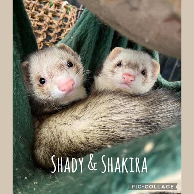 Photo of Shakira & Shady