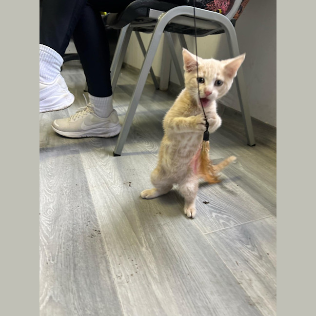 Photo of Simba