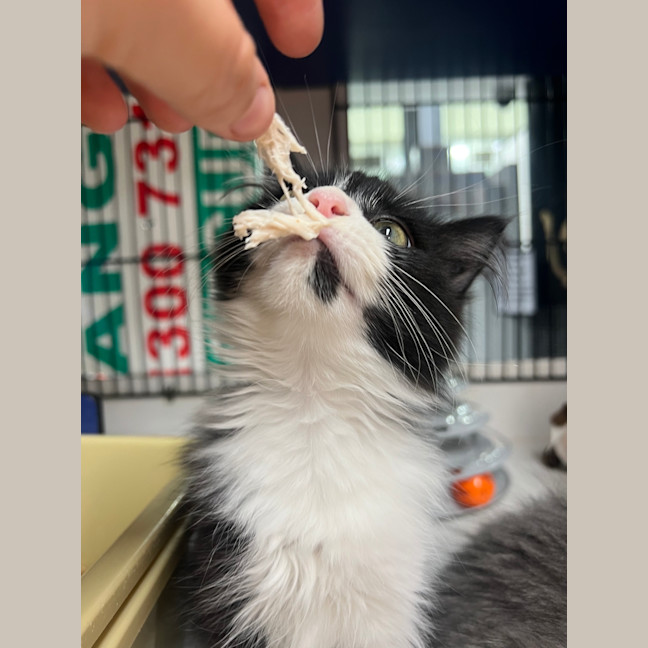 Photo of Scarlet