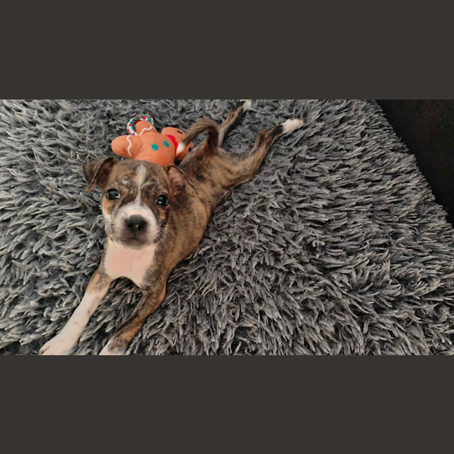 Photo of Domino