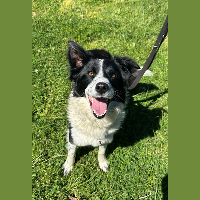 Photo of Tilly