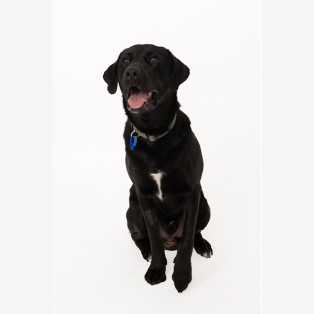 Photo of Luka   1 Year Old Labrador X (Trial)