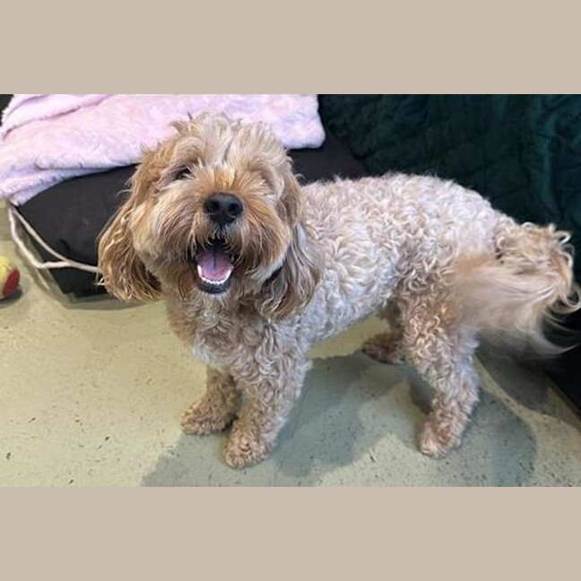 Photo of Cookie