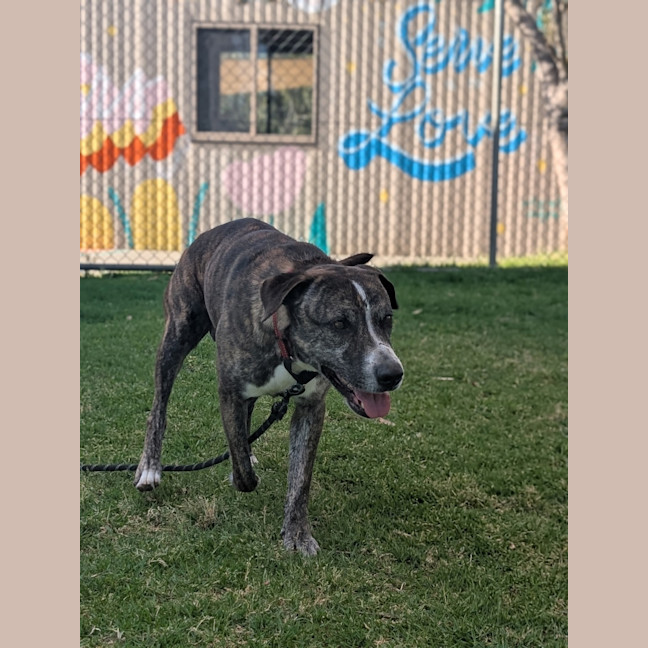 Photo of Lenny (Yeti)