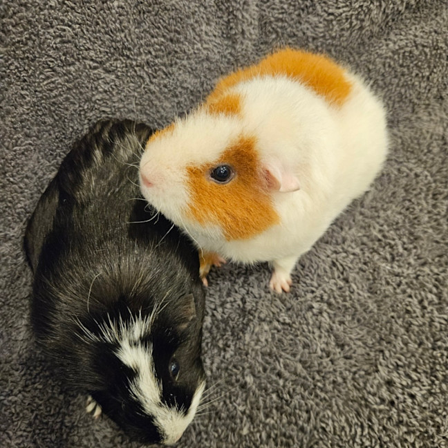 Photo of Pebbles & River