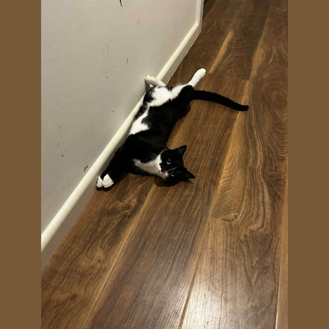 Photo of Al Purrchino