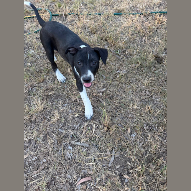 Photo of Boba (Bessie's Puppy)
