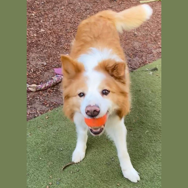 Photo of Milo