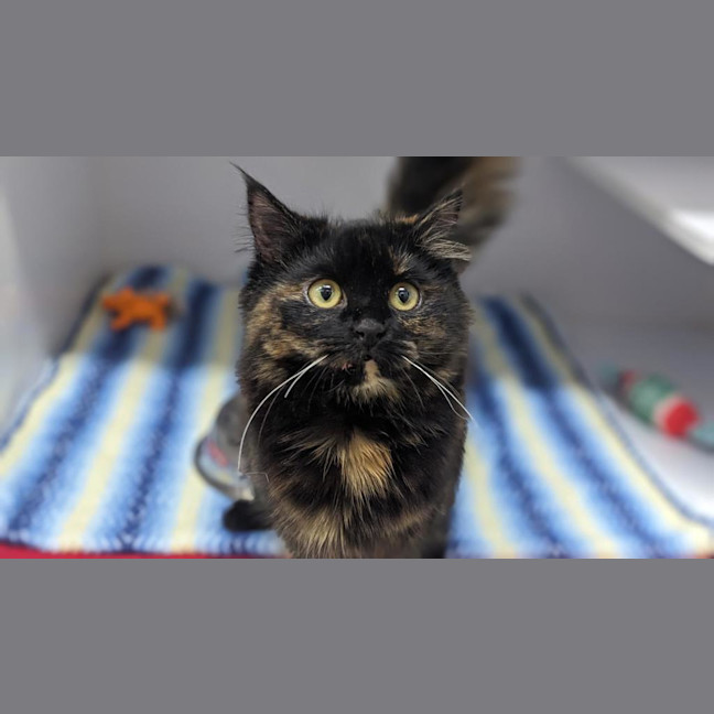 Photo of Pumpkin