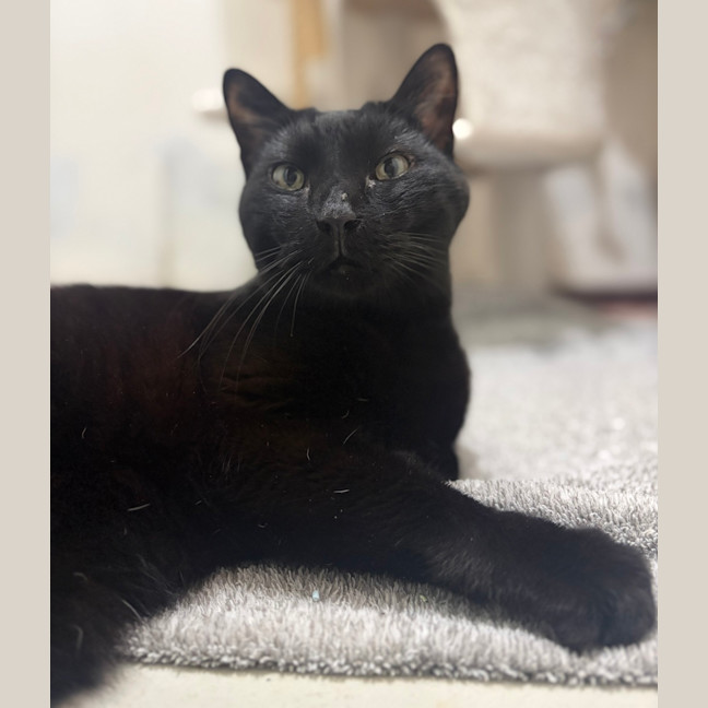 Photo of Watson