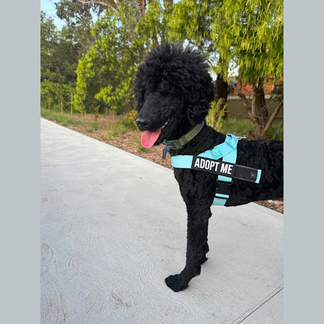 Photo of Keith   1 Year Old Poodle