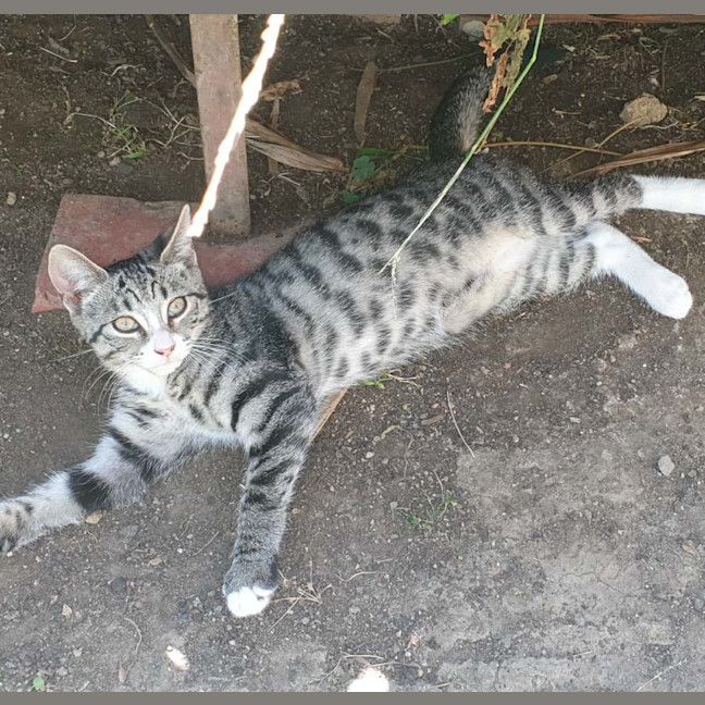 Photo of Kiki *9 Lives Project Rescue*