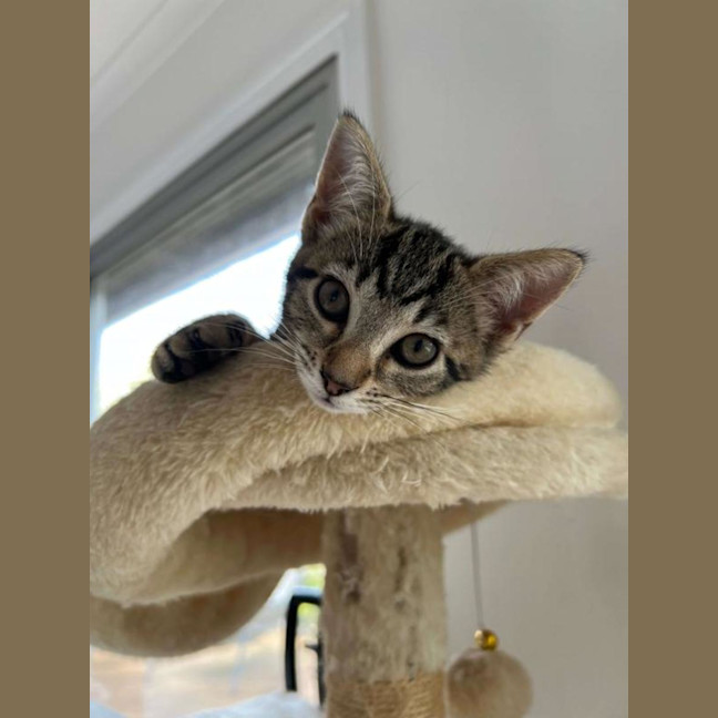 Photo of Nala