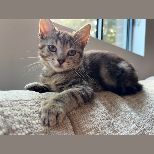 Photo of Loki