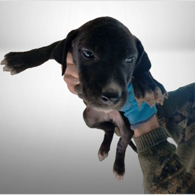 Photo of Kirby   8 Month Old, Male, Mixed Breed Puppy