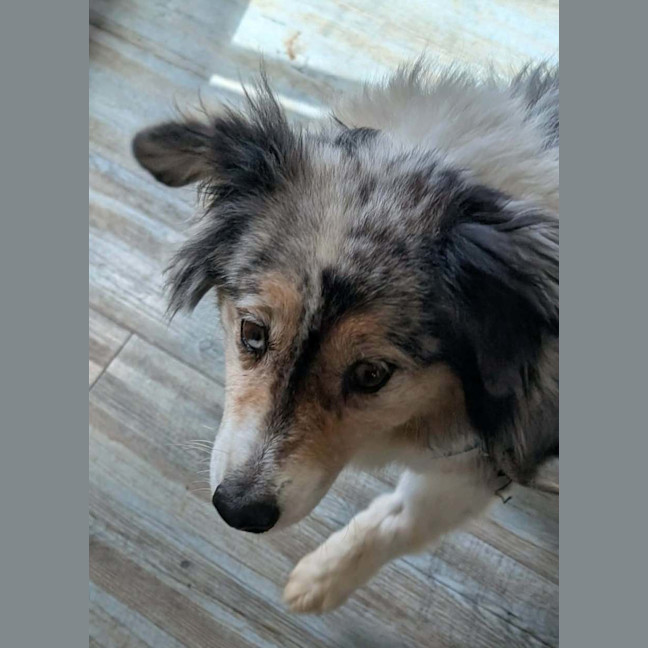 Photo of Maisie