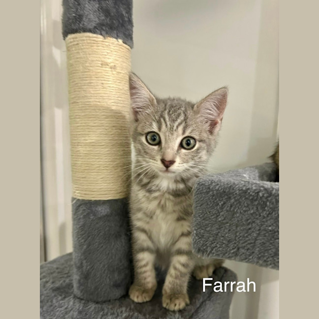 Photo of Farrah