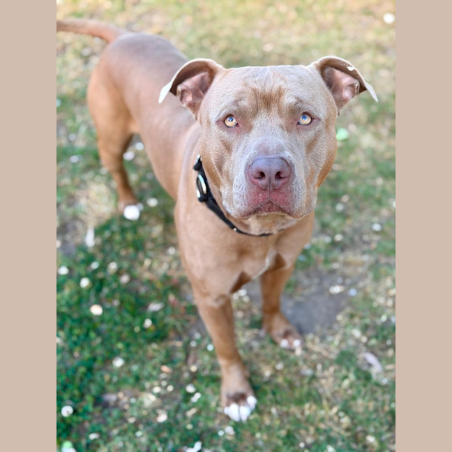 Photo of Harvey