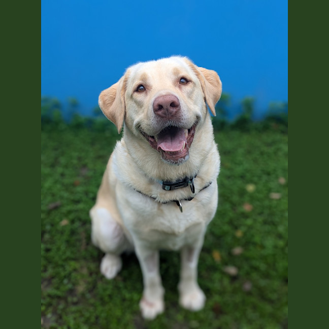 Photo of Willow