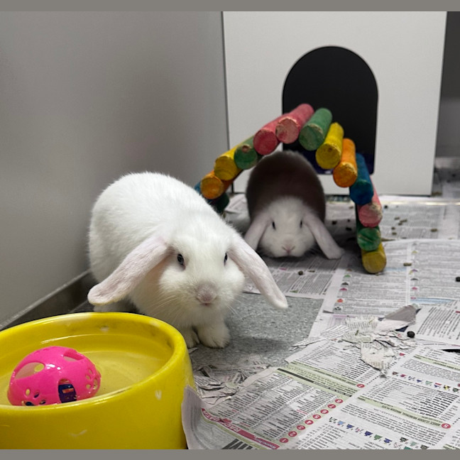 Photo of Juniper (Bonded To Marzipan)