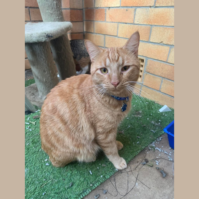 Photo of Tiger