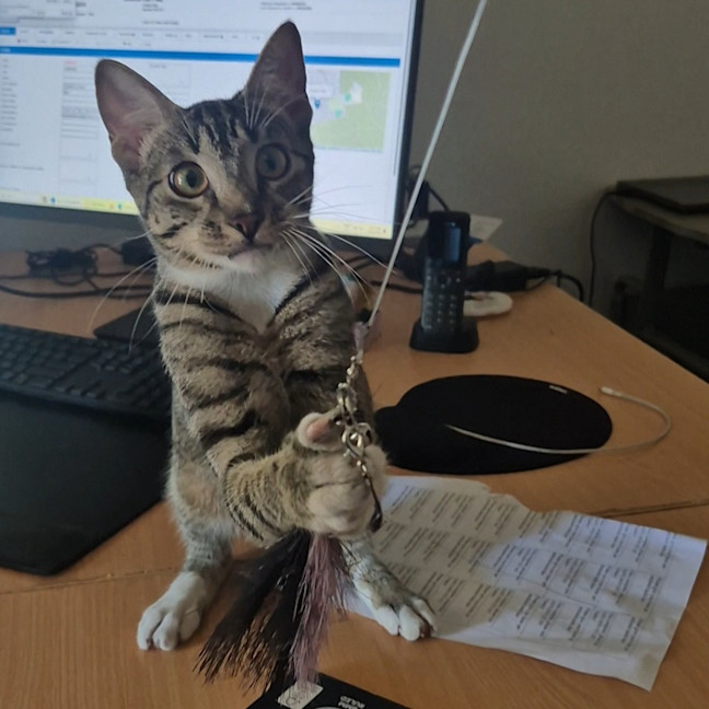 Photo of Benji