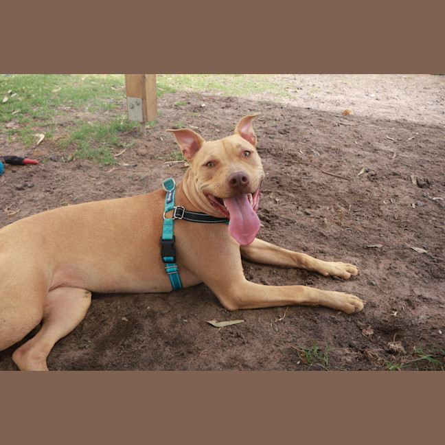 Photo of Coco