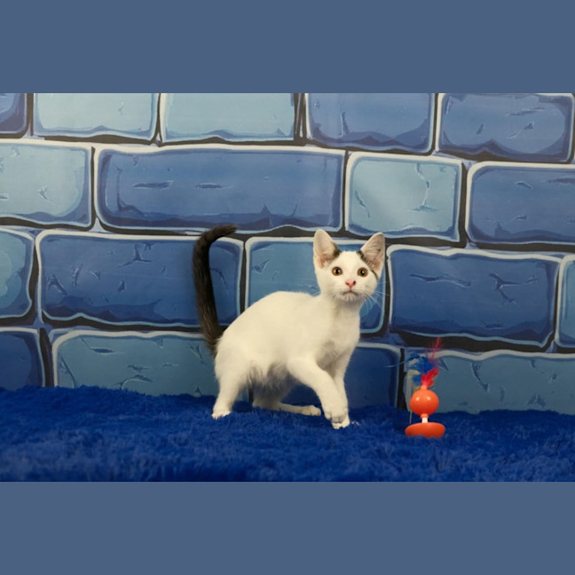 Photo of Dennis The Menace