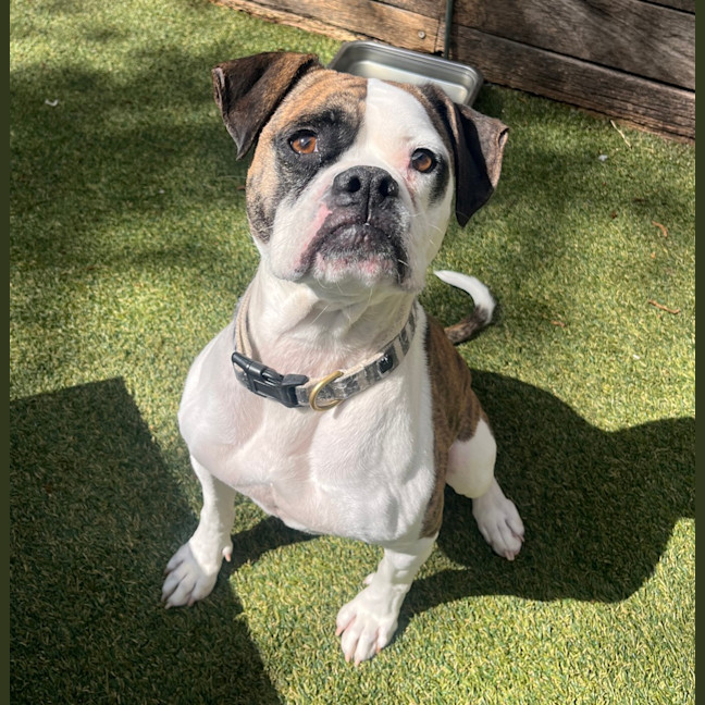 Photo of Olive 