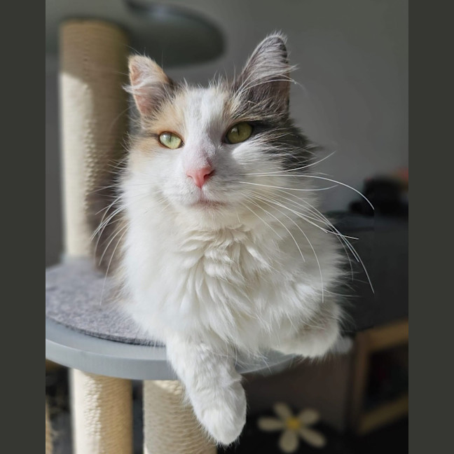 Photo of Bluebell