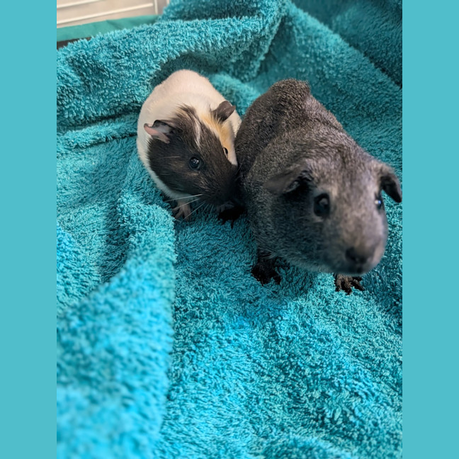Photo of Penny