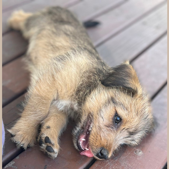 Photo of Leeroy   9 Week Old Fox Terrier X Kelpie