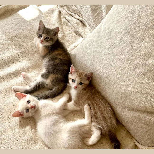 Photo of Lavender Haze